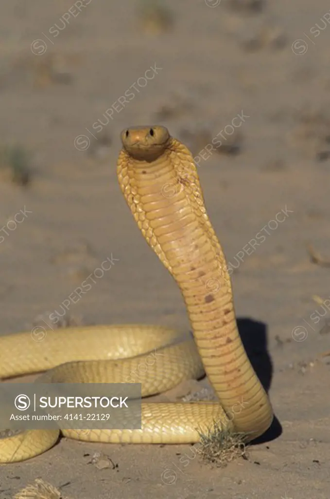 cape cobra, naja nivea, kgalagadi transfontier park, kalahari, south africa