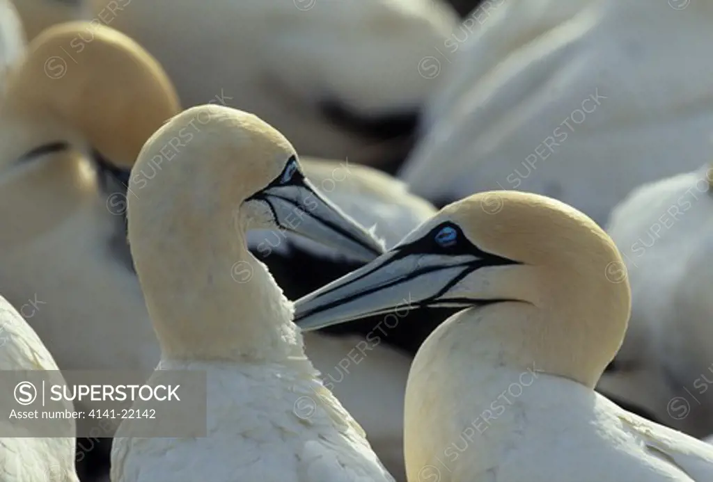 cape gannet, morus capensis, courtship preening, lambert's bay, western cape, south africa