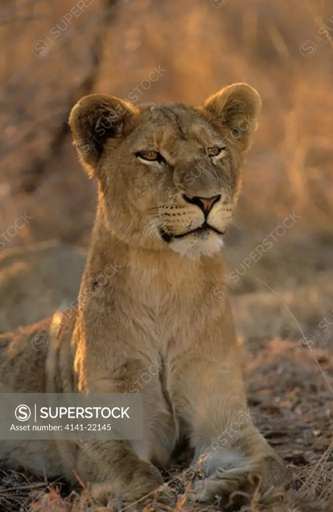 lioness, panthera leo, sabi sabi, greater kruger national park, south africa