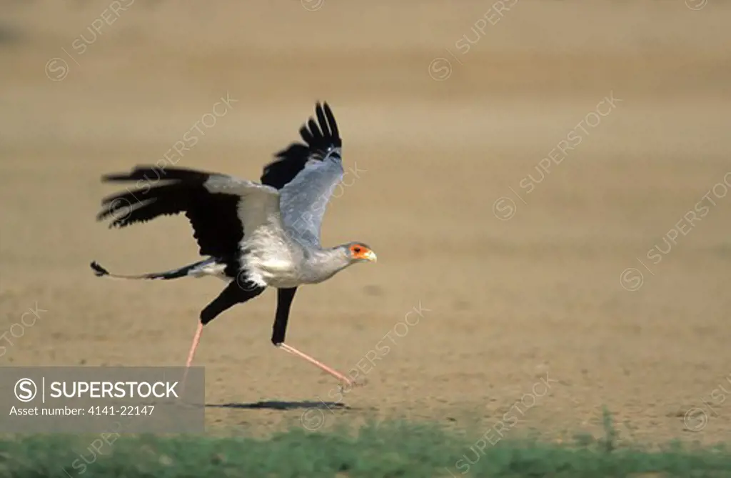 secretarybird, sagittarius serpentarius, taking off, kgalagadi transfrontier park, kalahari, south africa