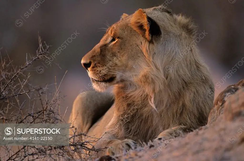 lion, panthera leo, kruger national park, south africa
