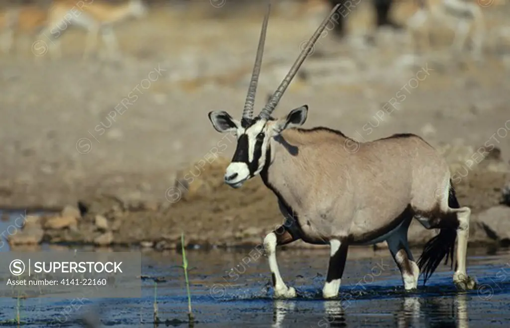 gemsbok (oryx), oryx gazella, at waterhole, etosha national park, namibia