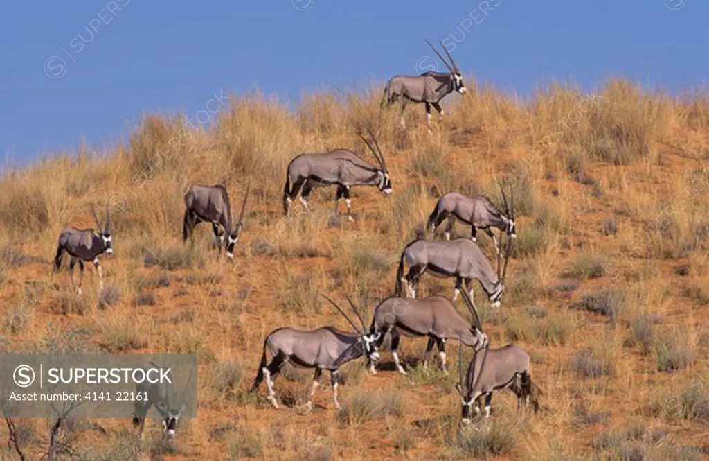 gemsbok (oryx), oryx gazella, kgalagadi transfrontier park, kalahari, south africa