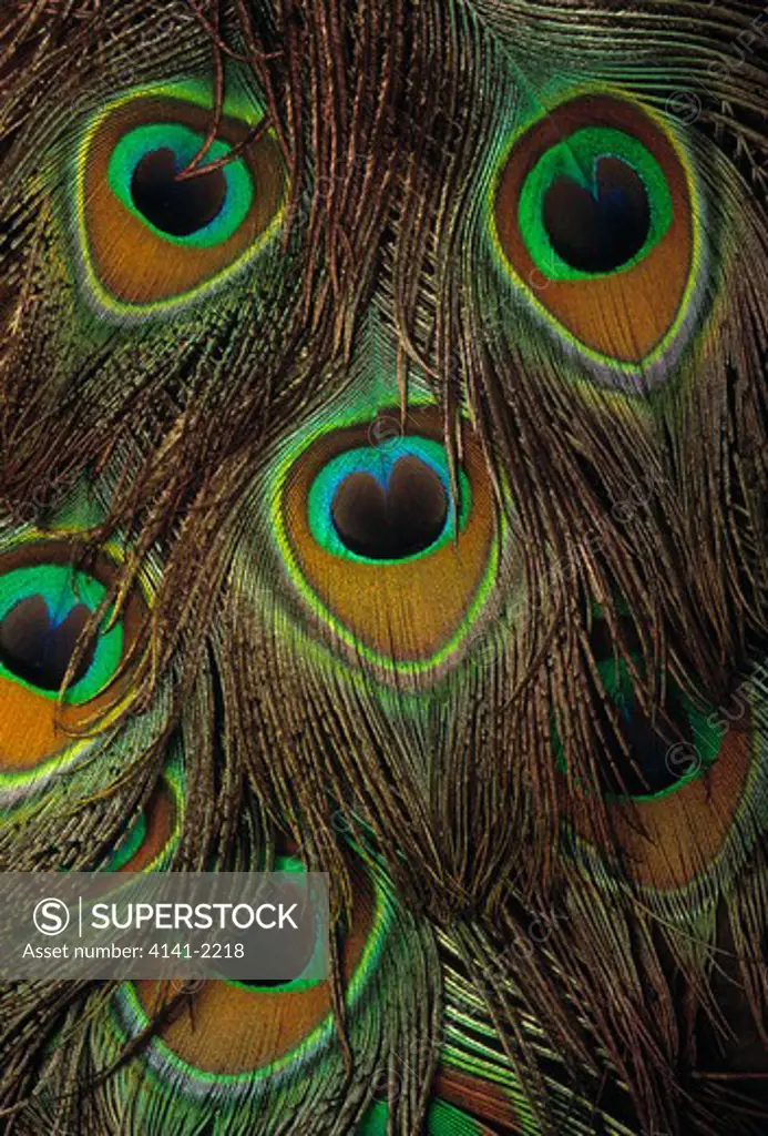 peacock pavo cristatus feathers