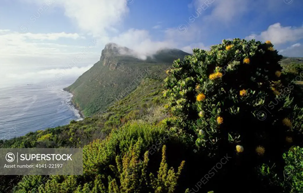 cape peninsula national park, view of reserve with fynbos, cape town, weatern cape, south africa
