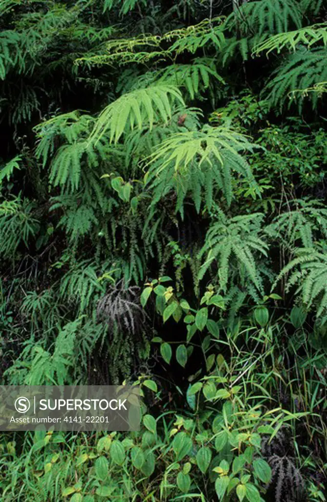 madagascar rainforest, ferns in rainforest, perinet reserve, magagascar