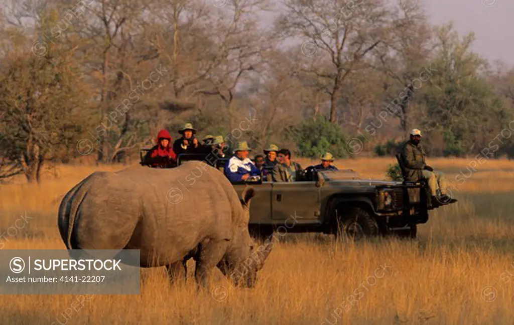 tourists on safari watching white rhino, sabi sabi game reserve, kruger national park, south africa