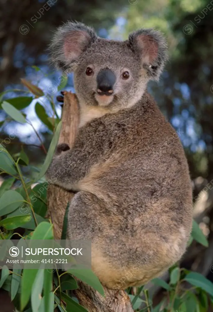 koala young phascolarctos cinereus victoria, australia 