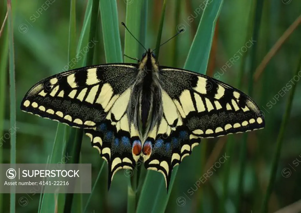 swallowtail wings open papilio machaon hickling broad res.,norfolk,uk 