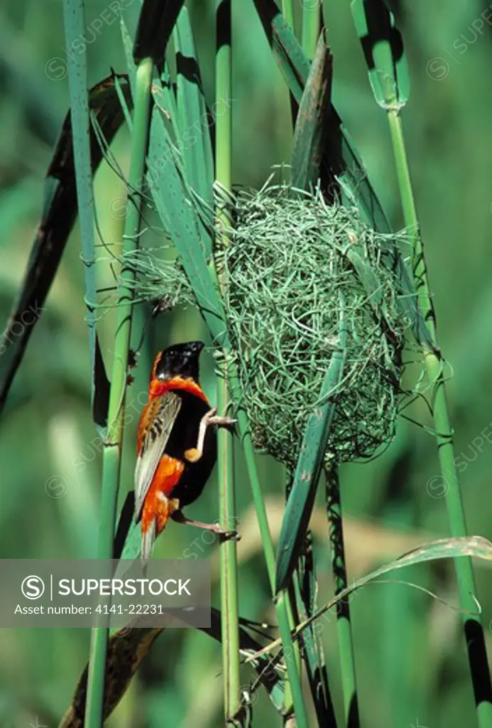 red bishop bird male euplectes orix building nest kwazulu-natal, south africa 