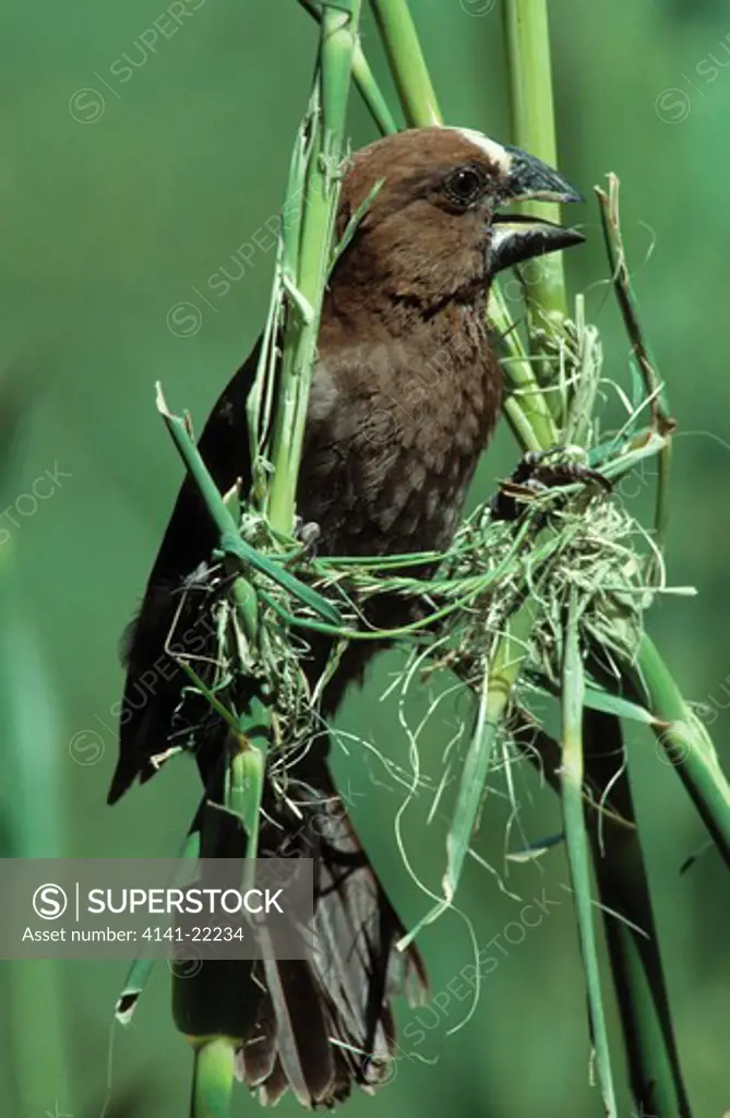 thick-billed or grosbeak weaver amblyospiza albifrons male building nest. kwazulu-natal .sequence: part 2 