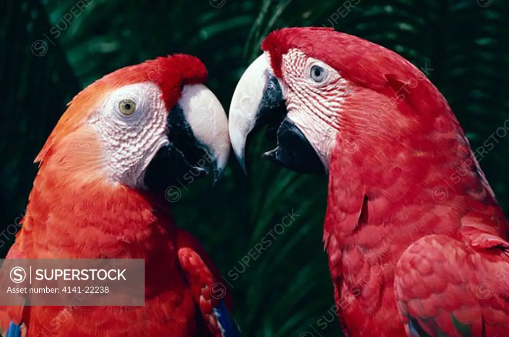 green-winged macaws ara chloroptera also called red & green macaw
