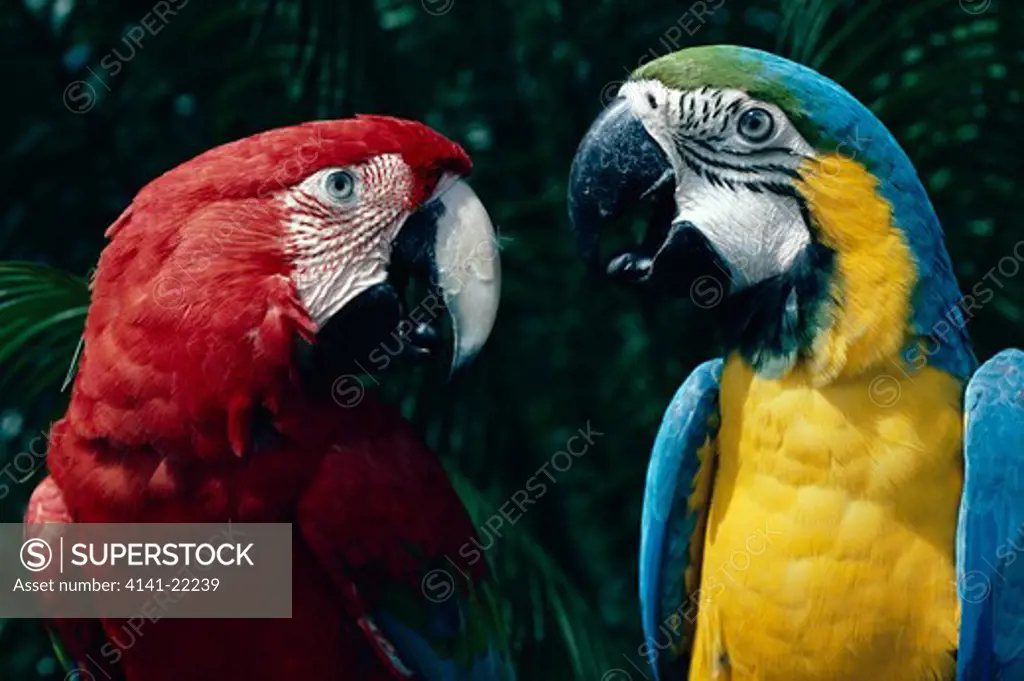 green-winged macaw ara chloroptera with blue & yellow macaw ara ararauna