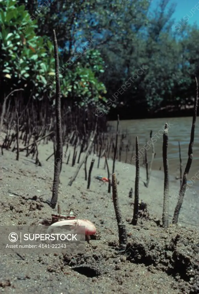 fiddler crab uca annulipes amongst mangrove aerial roots, kwazulu-natal, south africa.