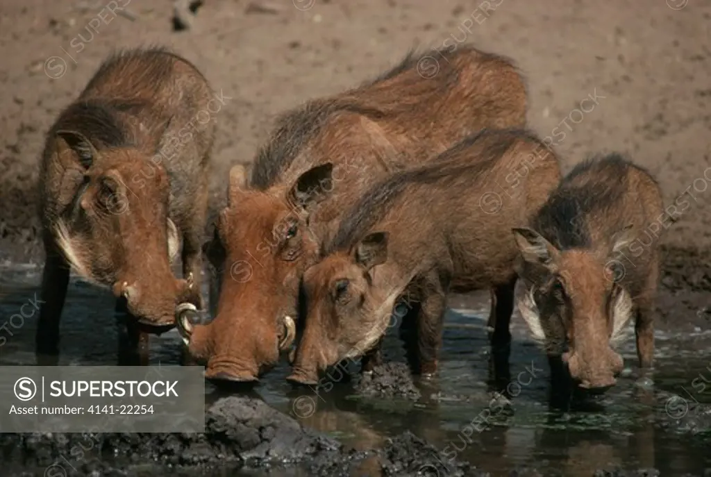 warthog phacochoerus aethiopicus group drinking, kwazulu natal, south africa 