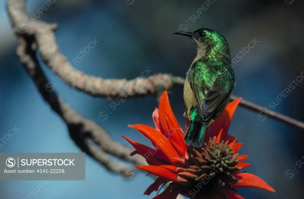 collared sunbird anthreptes collaris on flower south africa