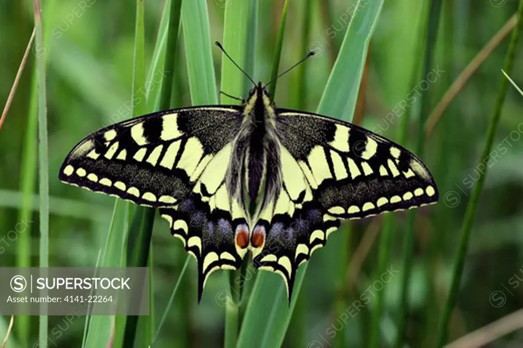 swallowtail butterfly papilio machaon on foliage, wings open. norfolk, east anglia, uk