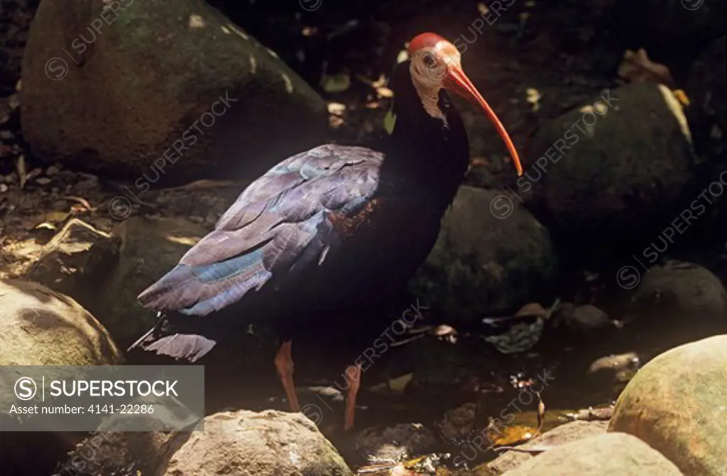 bald ibis geronticus calvus natal 