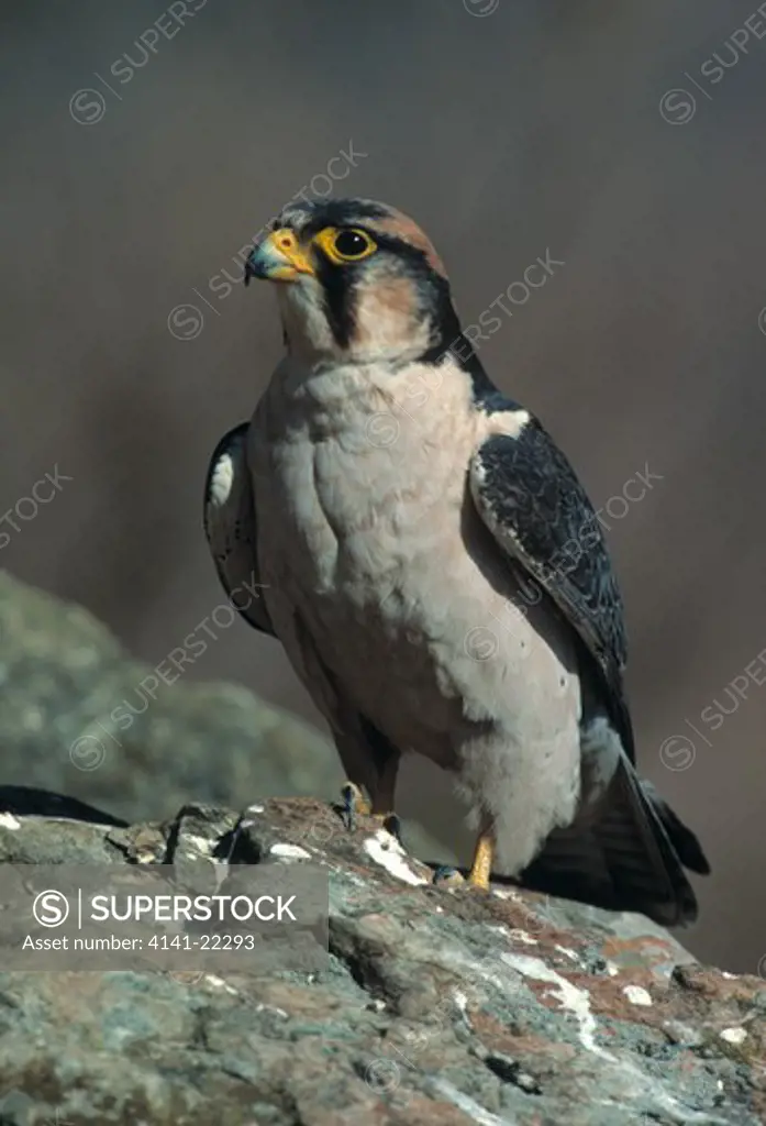 lanner falcon falco biarmicus drakensburg, south africa. 