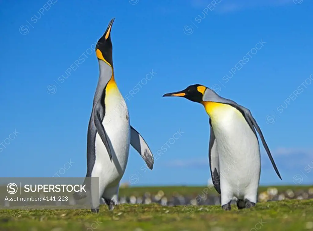 king penguin aptenodytes patagonicus males displaying in colony falkland islands