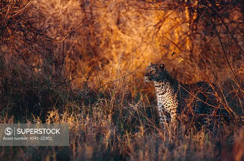 leopard in evening light panthera pardus kruger national park, south africa
