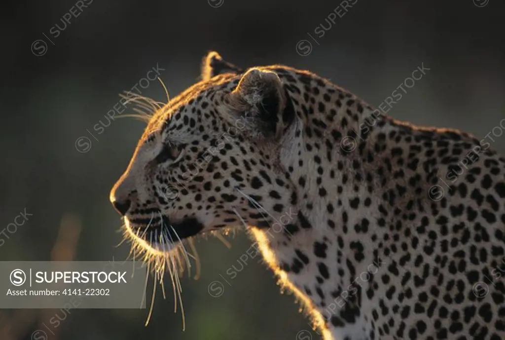 leopard panthera pardus kruger national park, south africa 