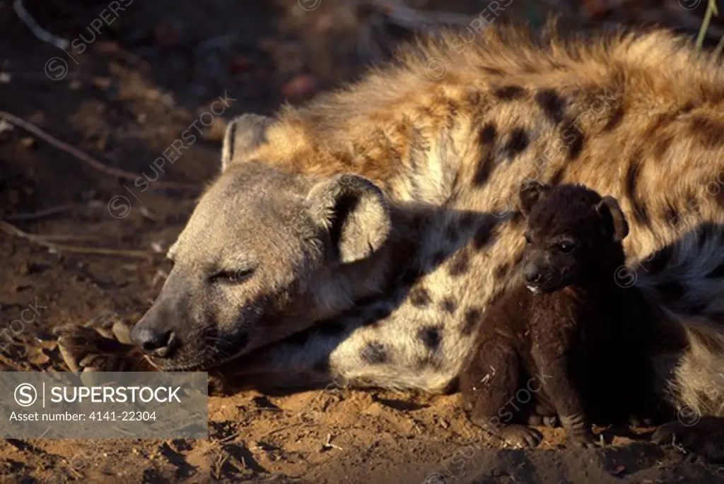 spotted hyena with young crocuta crocuta kruger natl park, south africa 