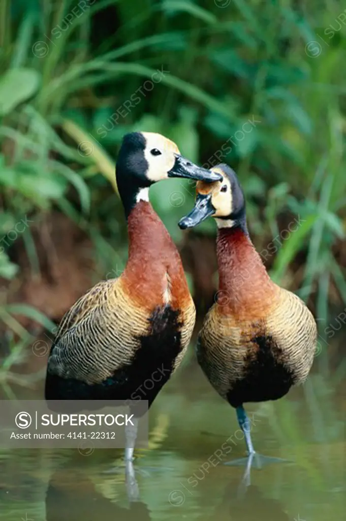 whitefaced whistling duck dendrocygna viduata two in shallows also called whitefaced duck kwazulu-natal, south africa