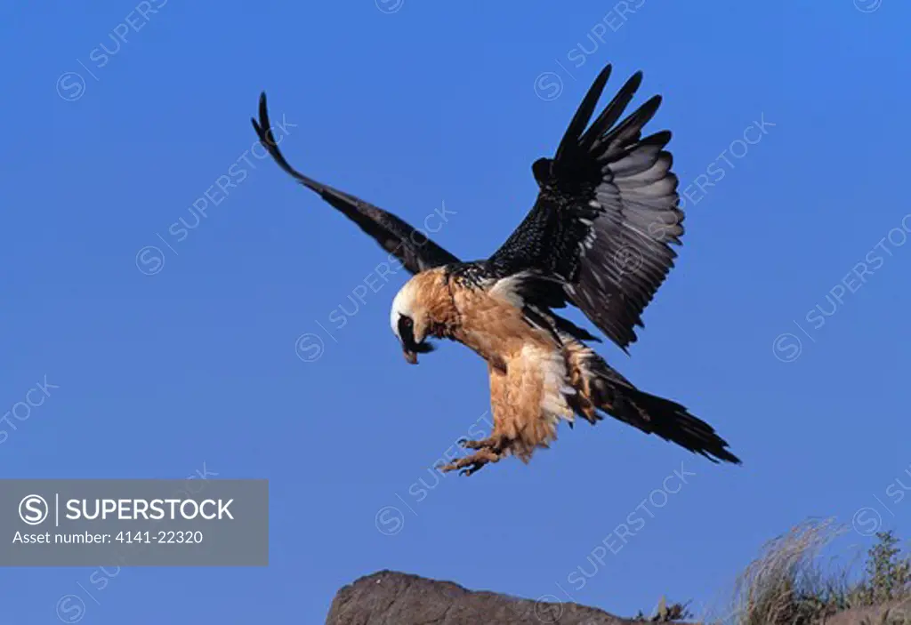 lammergeier in flight gypaetus barbatus drakensberg mountains, south africa