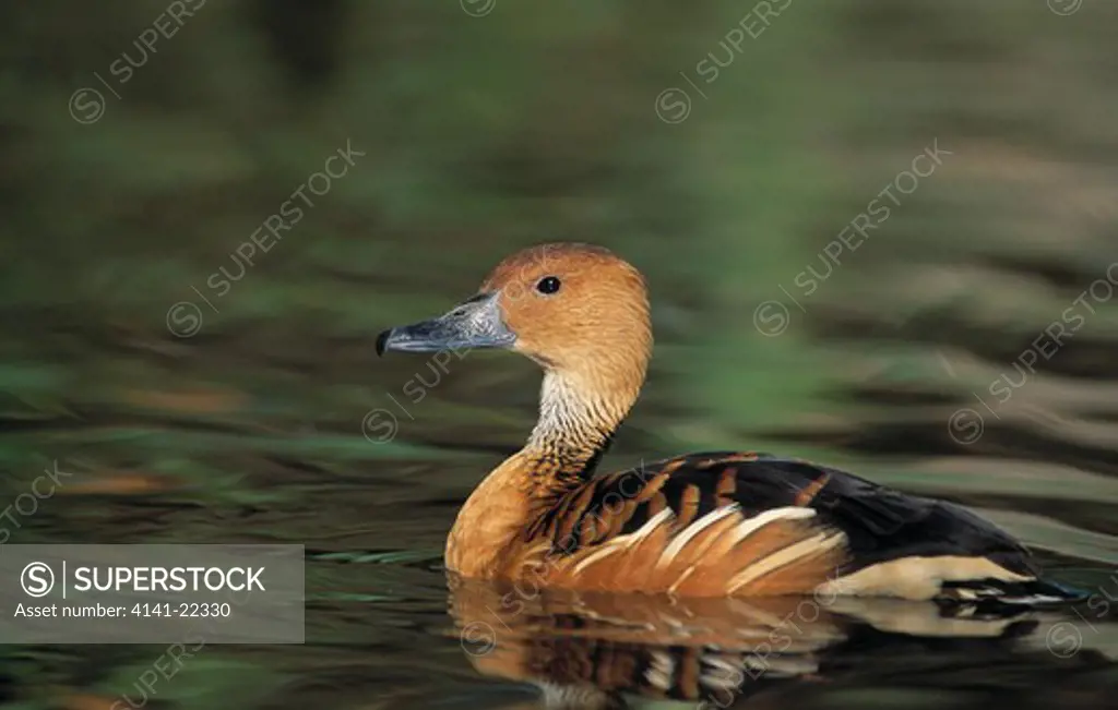 fulvous whistling duck dendrocygna bicolor on water kwazulu-natal, south africa 