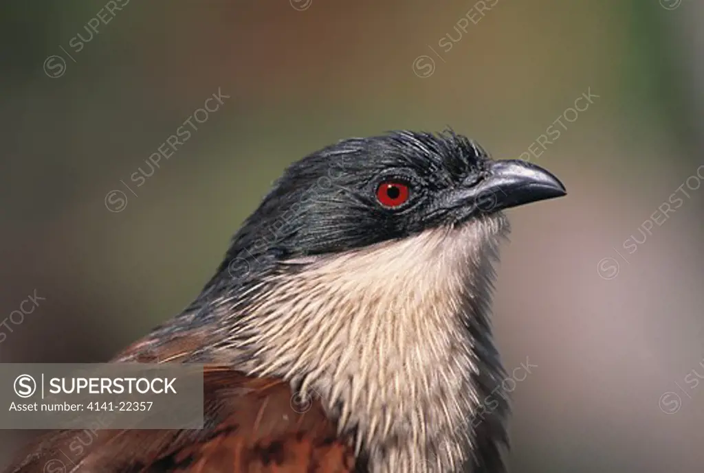 burchell's coucal head detail centropus superciliosus also called whitebrowed coucal natal, south africa
