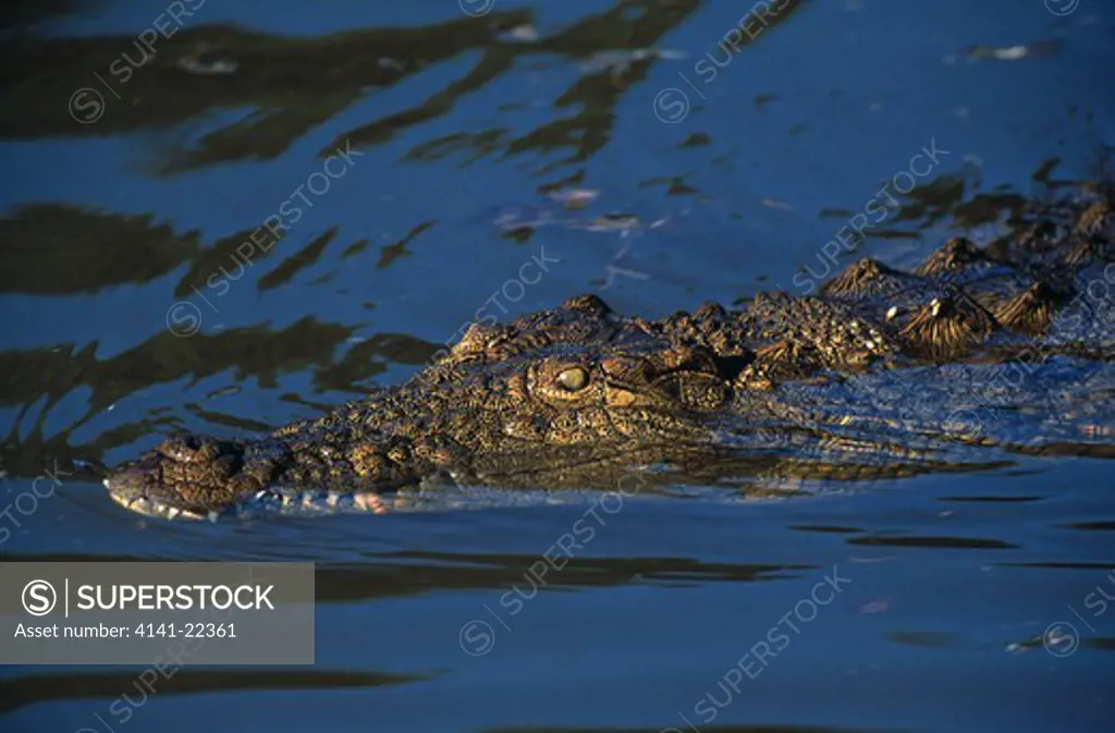 nile crocodile nearly submerged crocodylus niloticus natal, south africa 