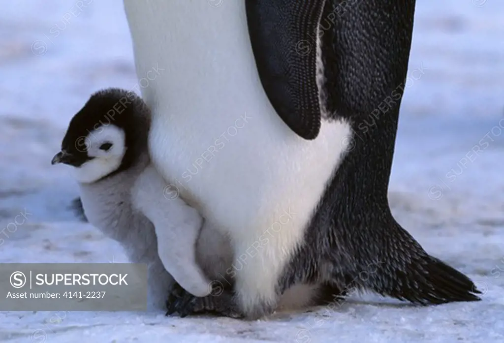 emperor penguin with young aptenodytes forsteri atka bay, antarctica