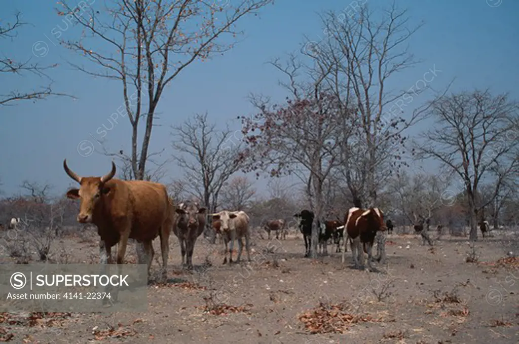 overgrazing by cattle maun, botswana, africa