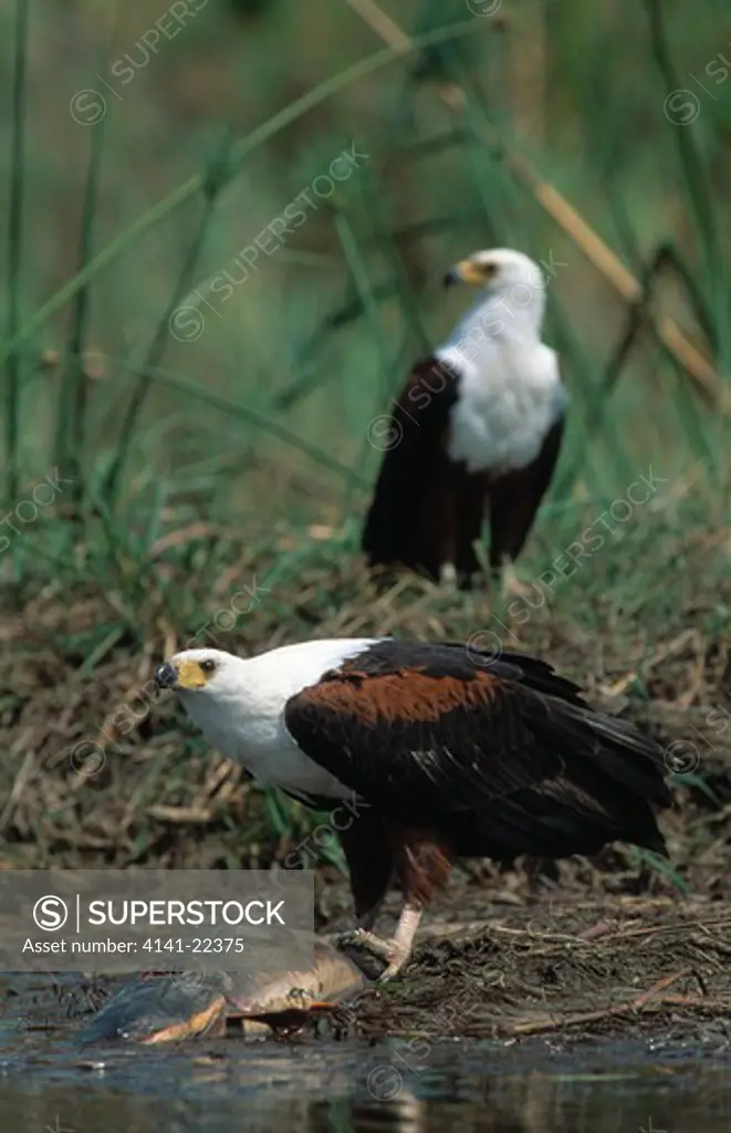 african fish eagles feeding haliaeetus vocifer okavango, botswana. dominant bird feeds first in pecking-order 