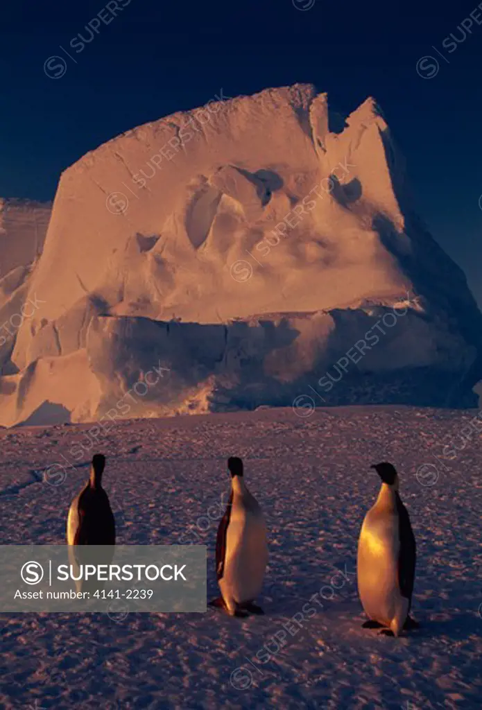 emperor penguin group aptenodytes forsteri near to iceberg atka bay, antarctica