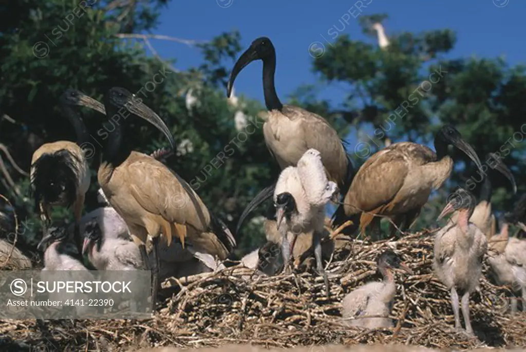 sacred ibis nesting colony threskiornis aethiopicus with adults & young cape province, south africa 