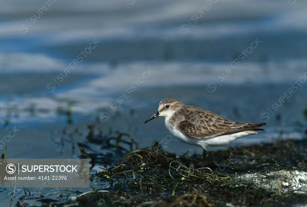 little stint at water's edge calidris minuta cape province, south africa