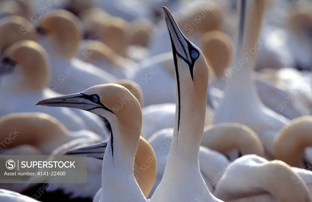 cape gannet sula capensis sky-pointing display western cape, south africa 