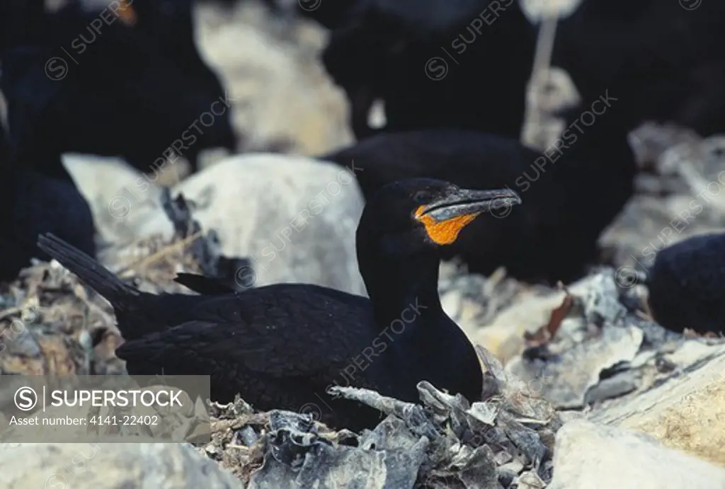 cape cormorant phalacrocorax capensis on nest western cape province, south africa 
