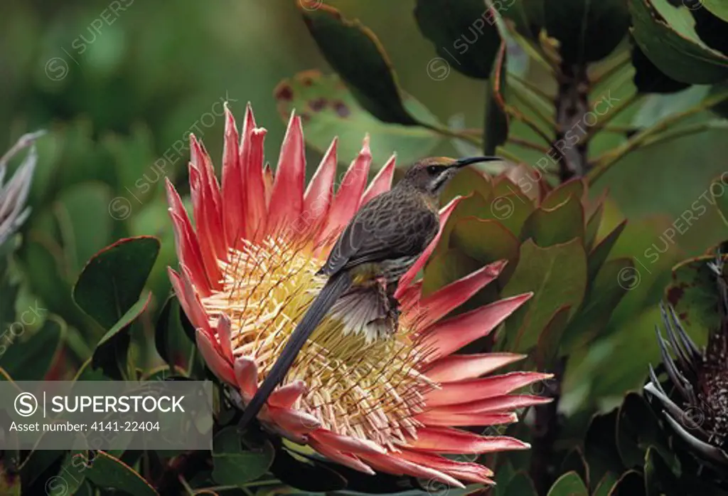 cape sugarbird promerops cafer on protea, cape province, south africa. 