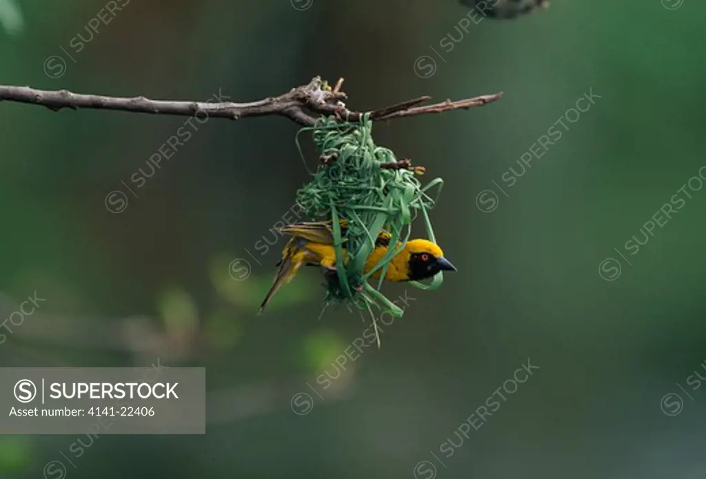 spotted-backed or village weaver ploceus cucullatus building nest, natal, south africa