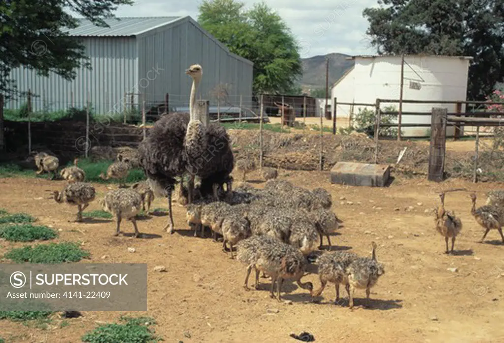 ostrich struthio camelus with young in enclosure on farm, karoo, orange free state, south africa.