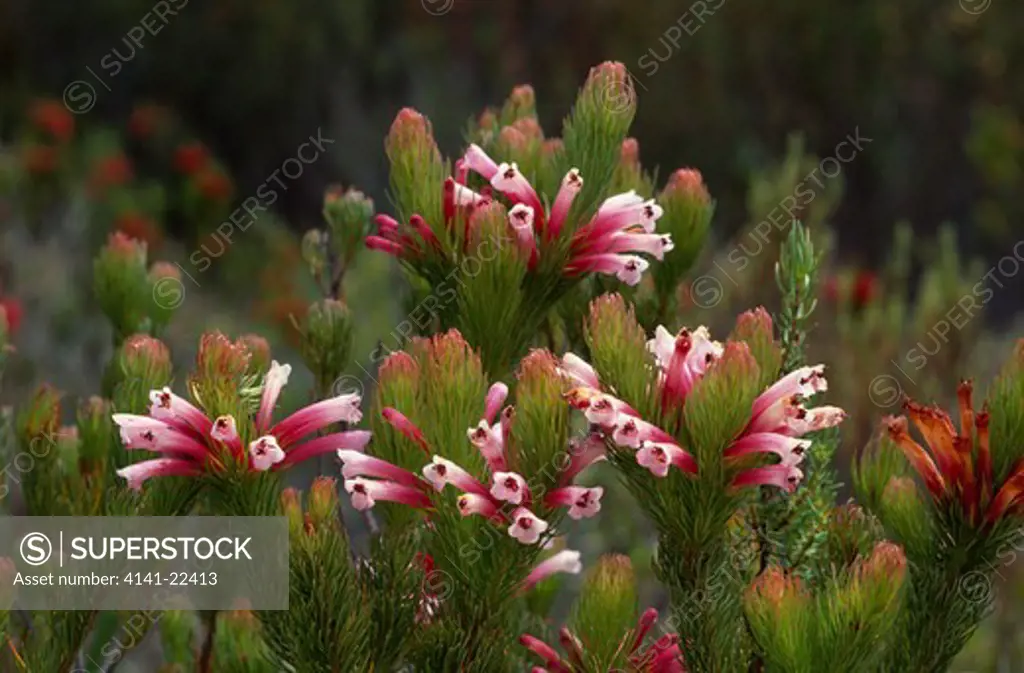 fynbos heather in flower erica bauera south west cape, south africa 