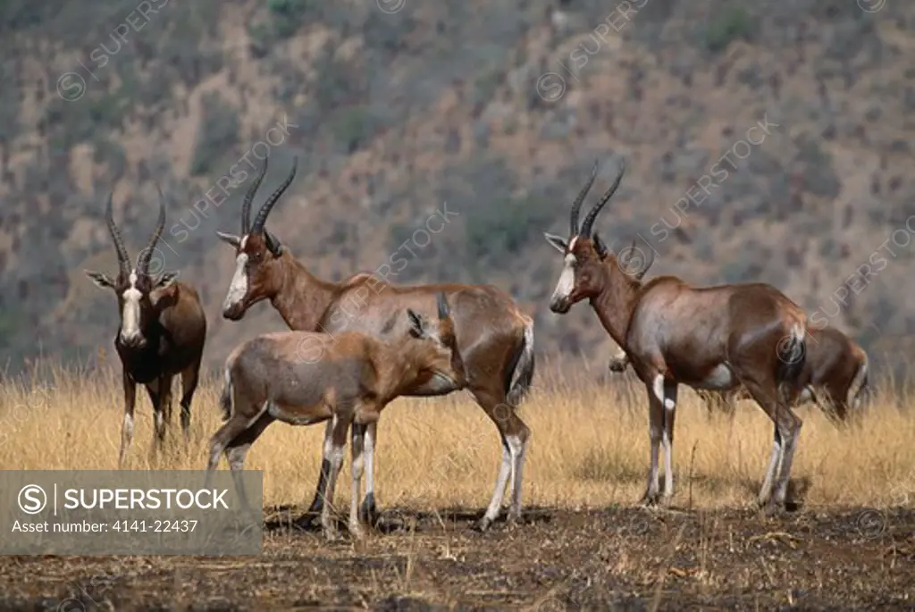 blesbok damaliscus dorcas phillipsi group, one with young natal, south africa 