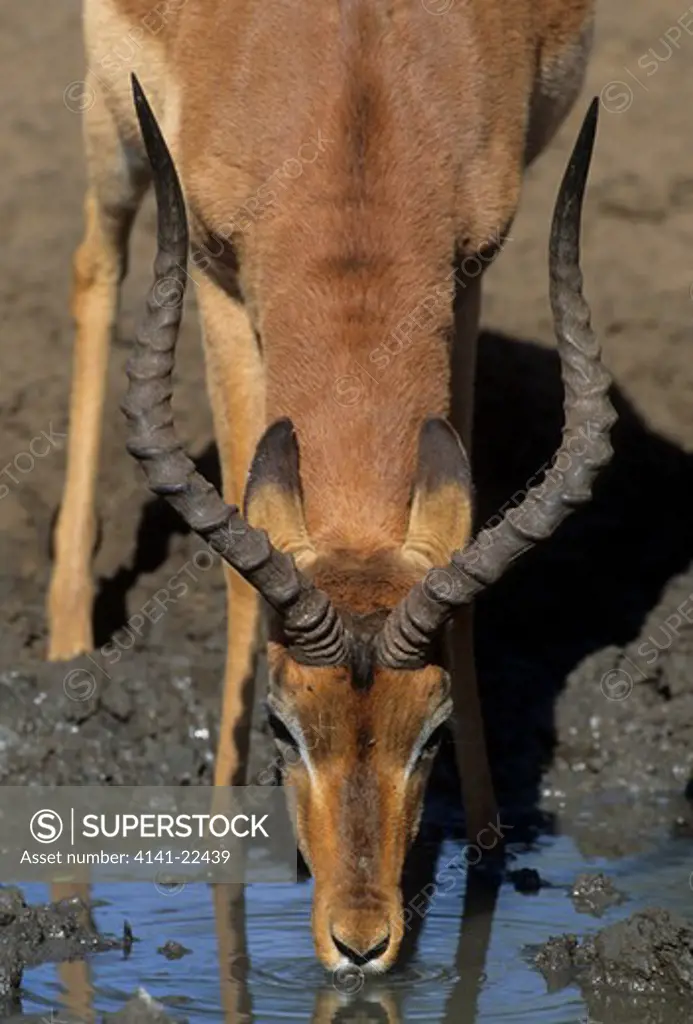 impala aepyceros melampus male drinking, kwazulu-natal. 