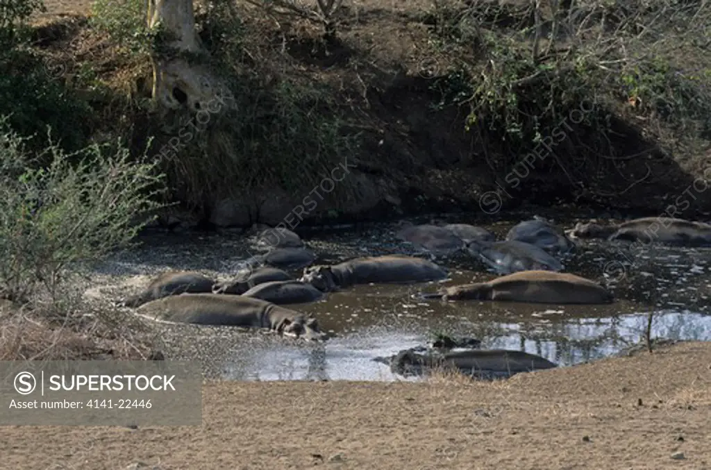 hippopotamus dying in drought hippopotamus amphibius kruger national park, rsa. 