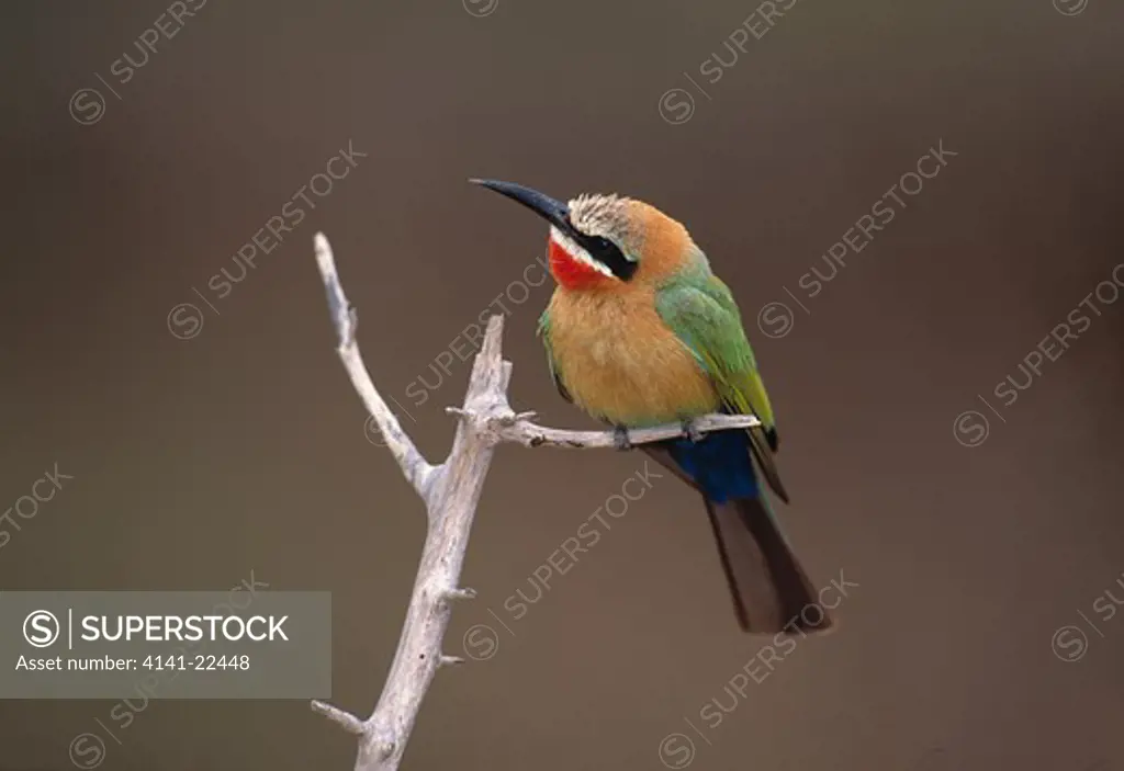 whitefronted bee-eater merops bullockoides kruger national park, south africa