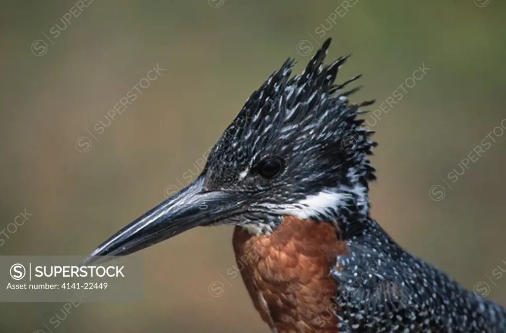 giant kingfisher ceryle maxima male, kruger national park, south africa.