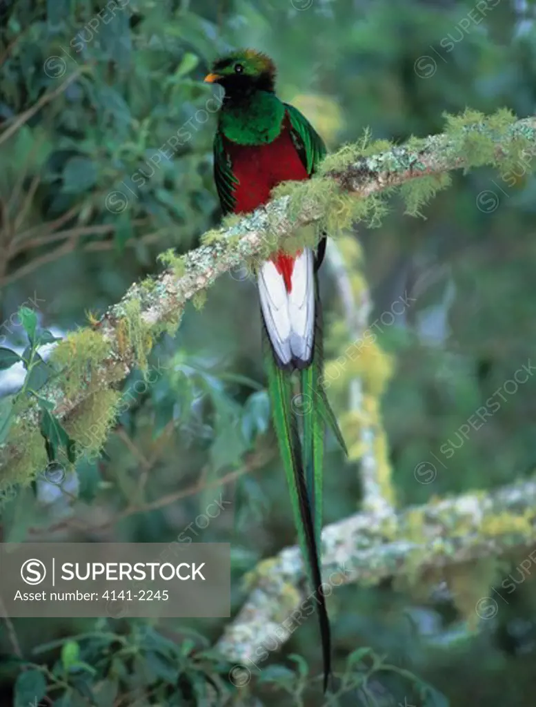 resplendent quetzal pharomachrus mocinno talamanca mountains, costa rica endangered rainforest species